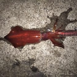 イカの三種盛り