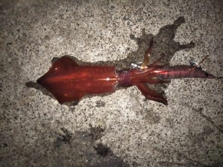 イカの三種盛り