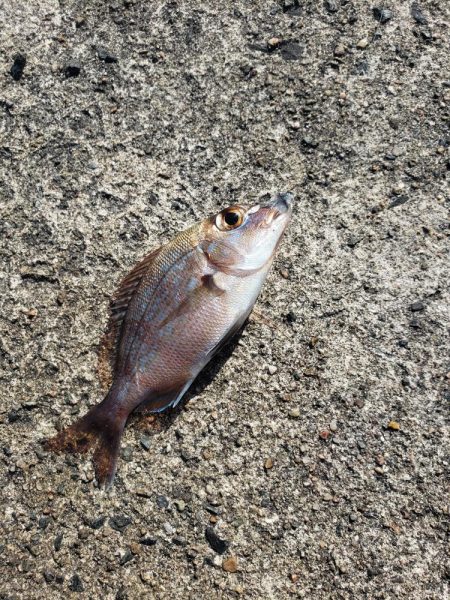 台風がこなかったので