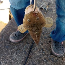 初マゴチ 釣れました