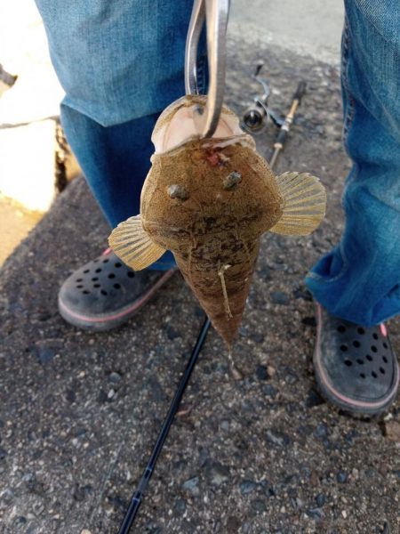 初マゴチ　釣れました