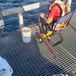 マハタとコウイカが釣れました❗