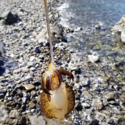 リベンジならず秋サイズ(..)