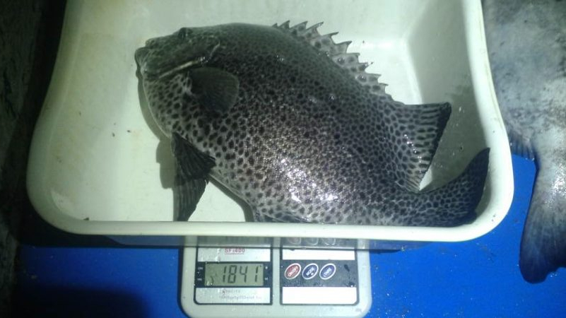 石鯛(中型)(小型)