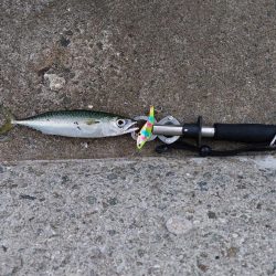 プチsalt water game