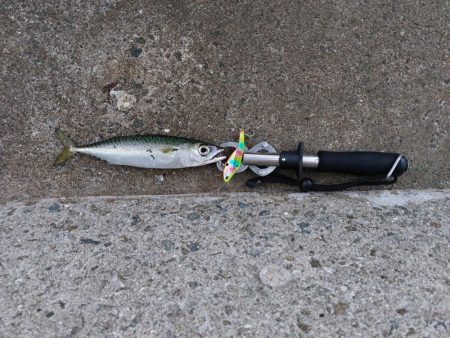 プチsalt water game