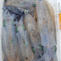 久しぶりのボートエギング