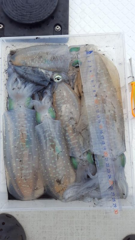 久しぶりのボートエギング