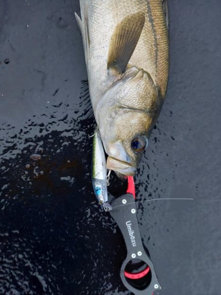 雨の直後でいい濁りでした