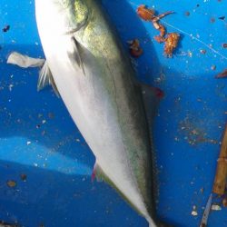 石鯛(中型)(小型)外道メジロ