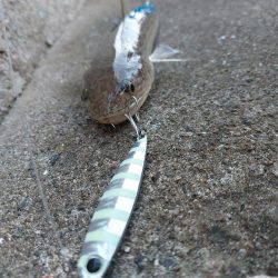 プチsalt water game