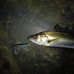 強風でラインコントロール出来ず