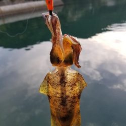 まだ秋の数釣り(^^)