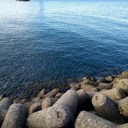 もう居てますね