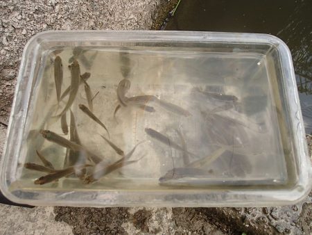 小魚の楽園