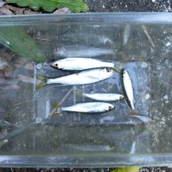 サプライズゲスト登場