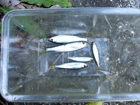 サプライズゲスト登場