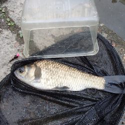 サプライズゲスト 再来