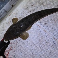 大潮　シーバス&マゴチ