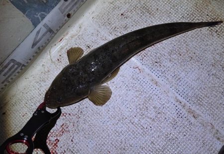 大潮　シーバス&マゴチ