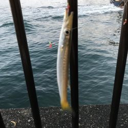 サビキしか勝たん