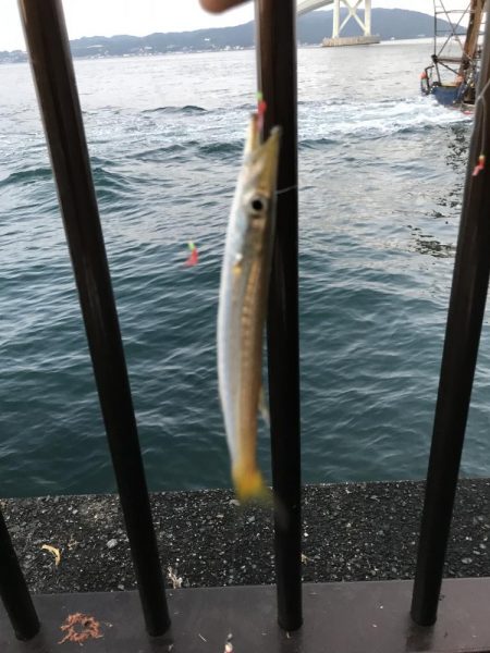 サビキしか勝たん