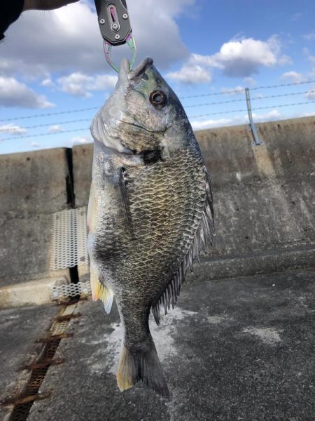 青物との縁は遠い…