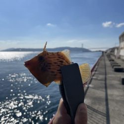 【絶品】キュウセン初めて食べました