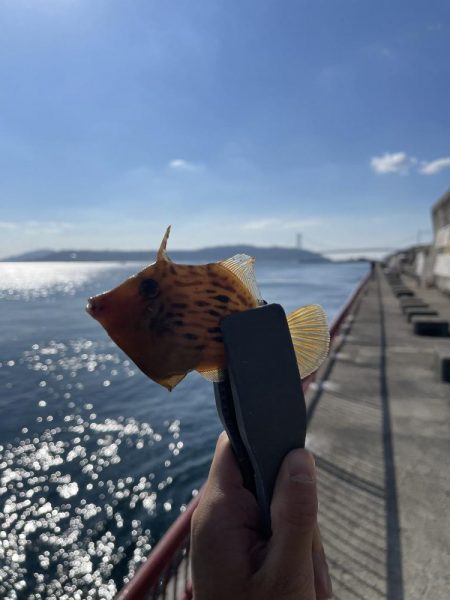 【絶品】キュウセン初めて食べました