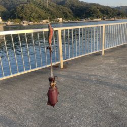 3杯 サイズなかなかあがってきた!