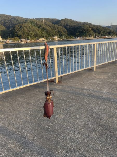 3杯 サイズなかなかあがってきた!