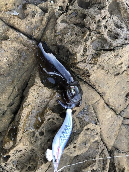 エギング&フカセ