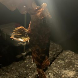 堤防エギング！