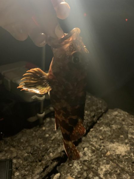 堤防エギング！