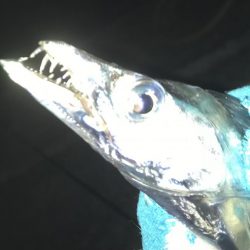 ガッシーがいない！