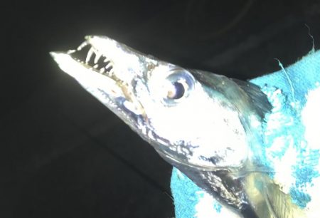 ガッシーがいない！