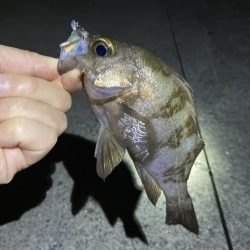 明石でメバリング