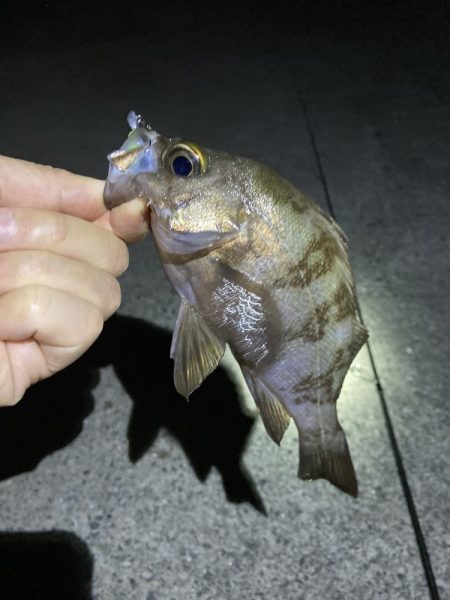 明石でメバリング