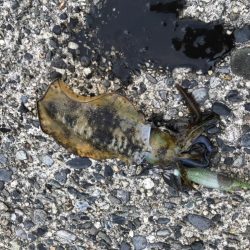 アオリイカ　高活性