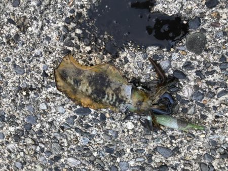 アオリイカ　高活性