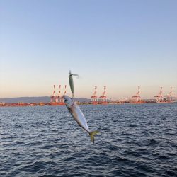 鯖が控え目な大潮最終日の朝。。。