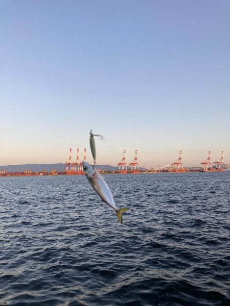 鯖が控え目な大潮最終日の朝。。。