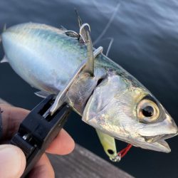 青物遠く鯖ナブラのみ。。