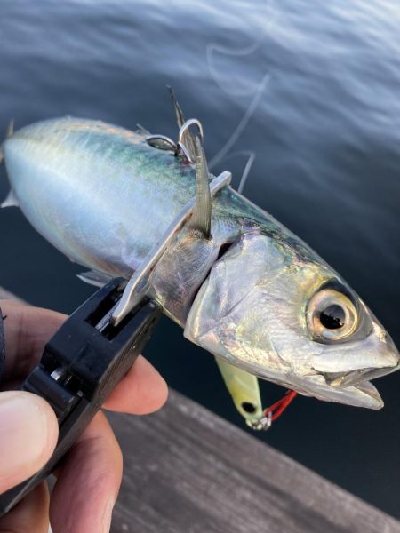 青物遠く鯖ナブラのみ。。