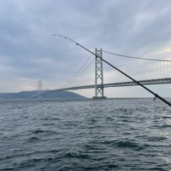 サバ祭り！タチウオもいるよ