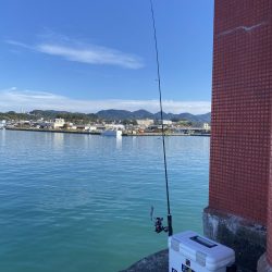 アオリ&タチウオ