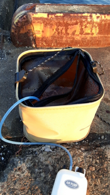 初の青物複数打数