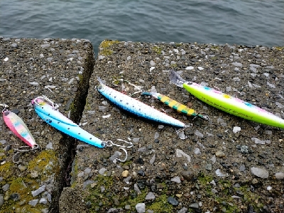 イナダが出ました