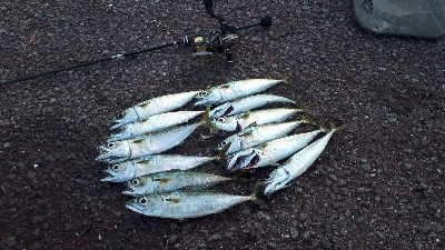 アジを求めて・・・サバ!