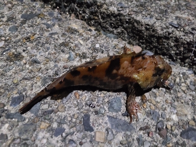 いつもと同じように